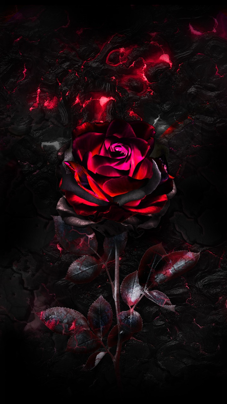 Beautiful Black Rose Wallpaper  Black Wallpaper HD